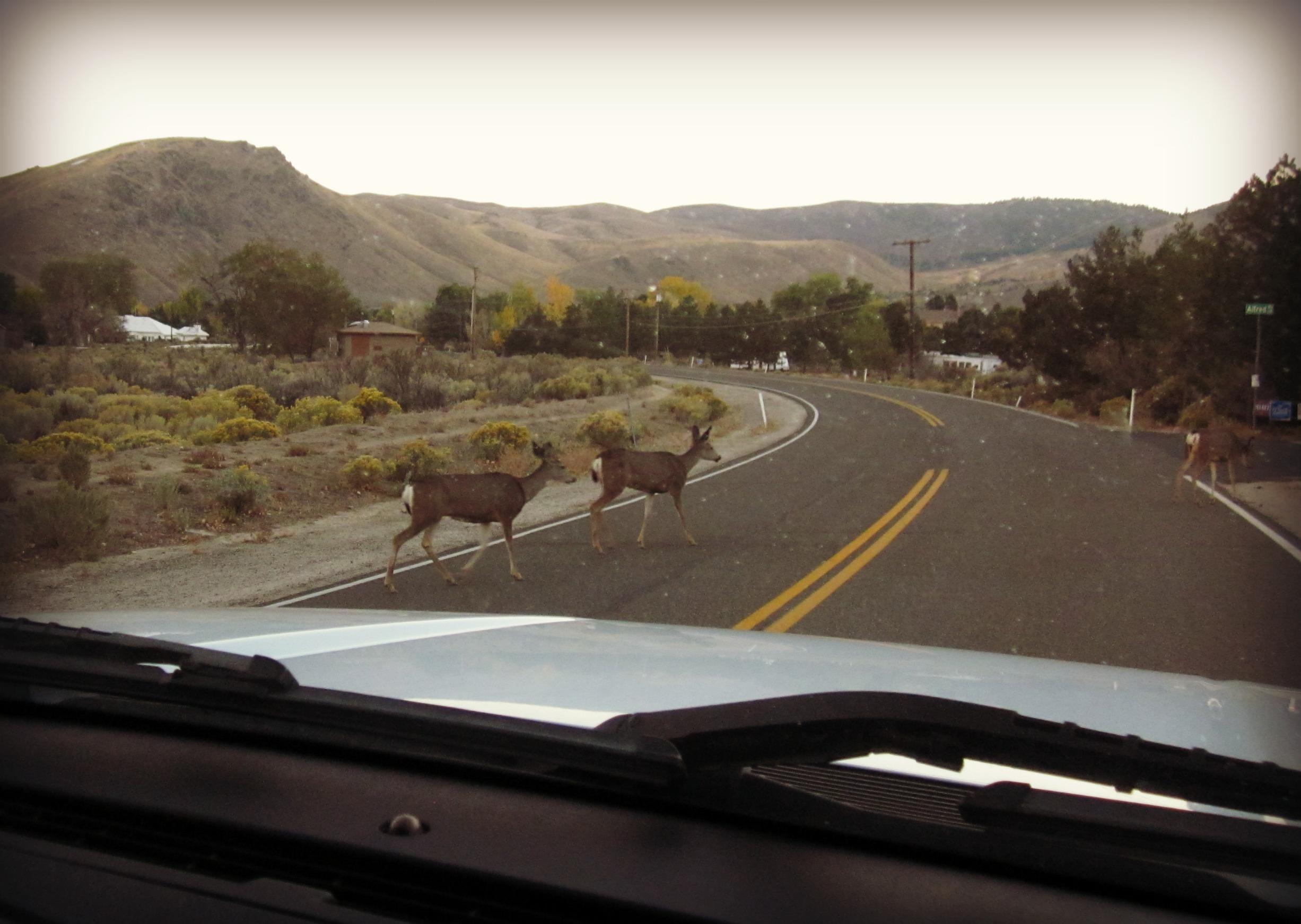 Deer crossing Nevada