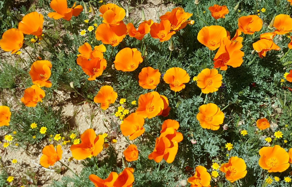 California Poppies