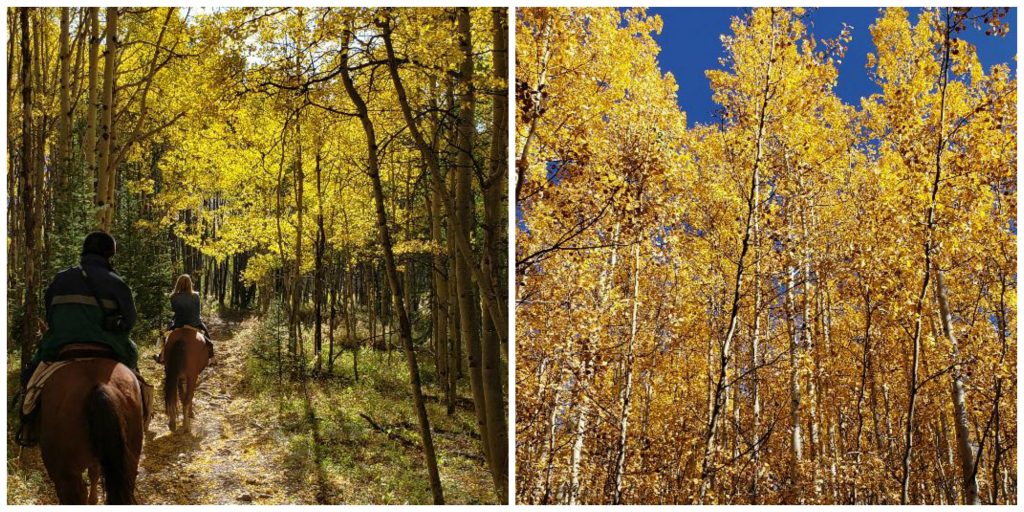 Leadville Aspen Groves in Fall