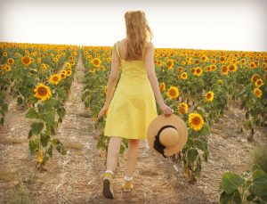 Sunflower field